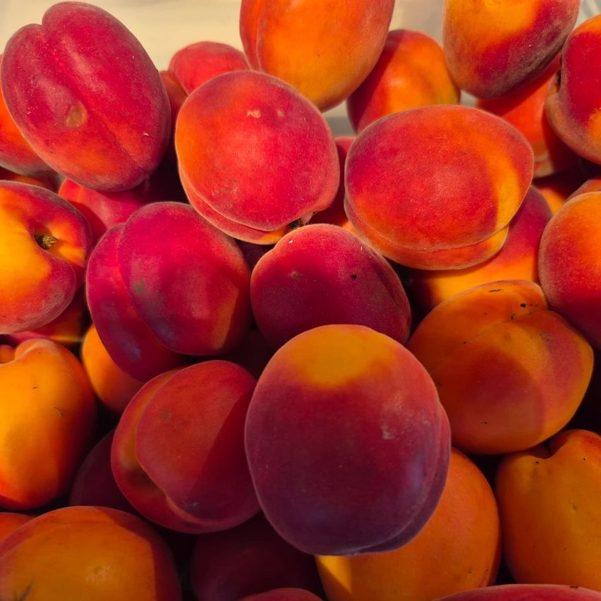 Eine Nahaufnahme einer Sammlung von leuchtenden, reifen Aprikosen mit rötlich-orangen Farbtönen und leichten Dellen, in einem Haufen angeordnet mit Schatten, die durch das Sonnenlicht geworfen werden.