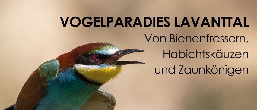 Ein farbenfroher Vogel mit ausgebreiteten Flügeln auf einem Ast. Der Textüberlagerung lautet Museum im Lavanthaus, Daten 22. Juni-31. Oktober 2025. BirdLife-Logo vorhanden.