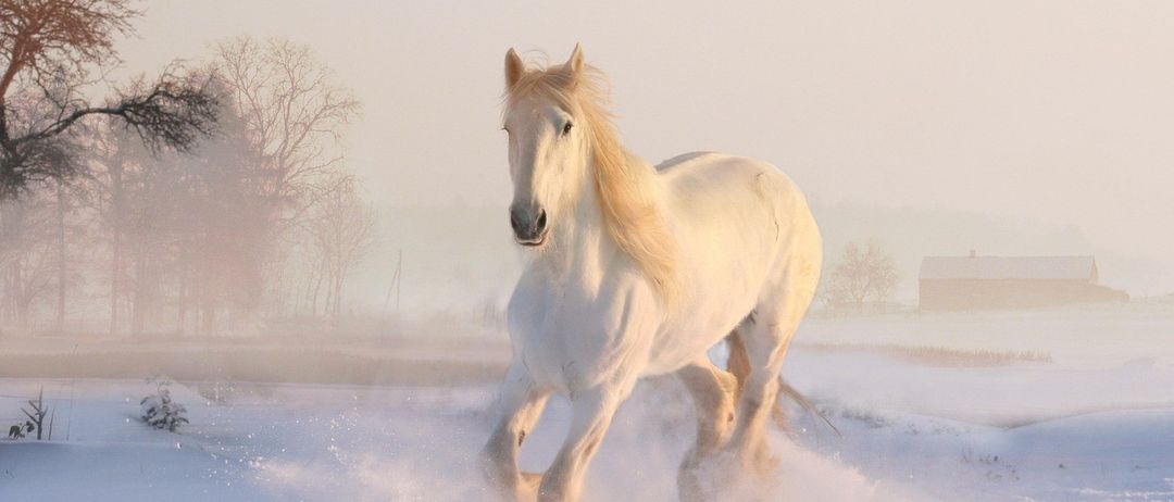 Ein weißes Pferd läuft durch den Schnee, mit Bäumen und einem Gebäude im Hintergrund.