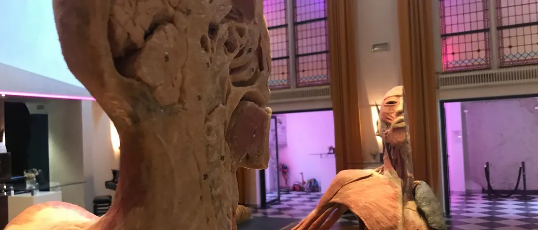 Ein detailliertes anatomisches Modell eines menschlichen Kopfes und Oberkörpers ist in einer Museumsumgebung ausgestellt, mit einem zweiten Modell, das Muskeln und Knochen zeigt.