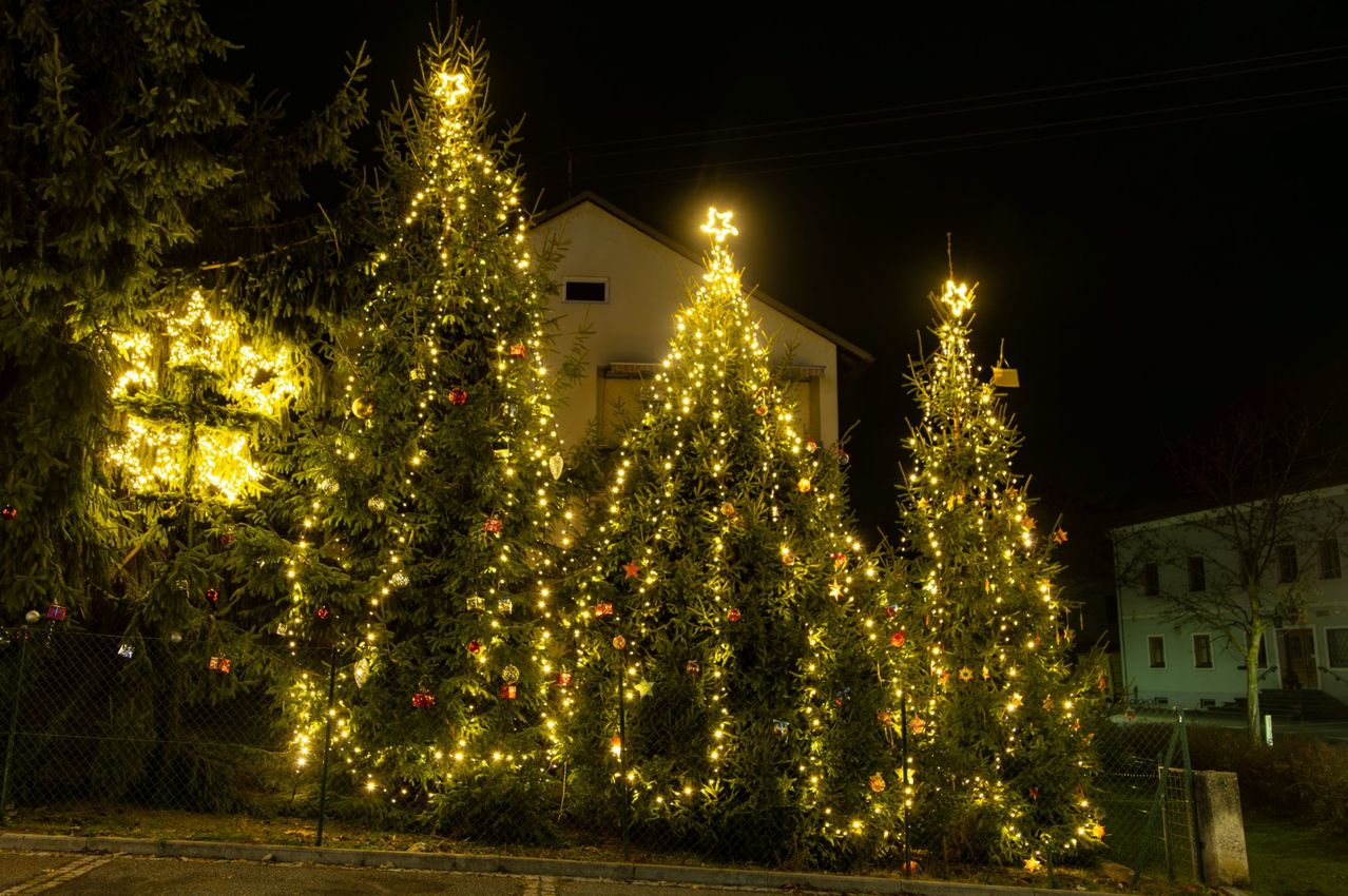 Mehrere Kiefernbäume sind mit gelben Lichtern und Ornamenten geschmückt. Sie stehen vor einem Haus mit Dach. Das Haus ist von Bäumen umgeben und hat ein Fenster.