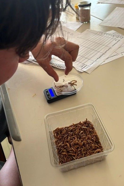 Eine Person wiegt Würmer in einem kleinen Behälter auf einer Waage, umgeben von Papieren und Gläsern.