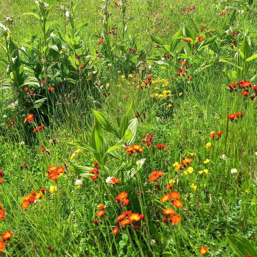 Ein Feld voller verschiedener bunter Blumen, einschließlich rot, gelb und weiß, in unterschiedlichen Wachstumsstadien. Das Grün ist üppig und dicht.