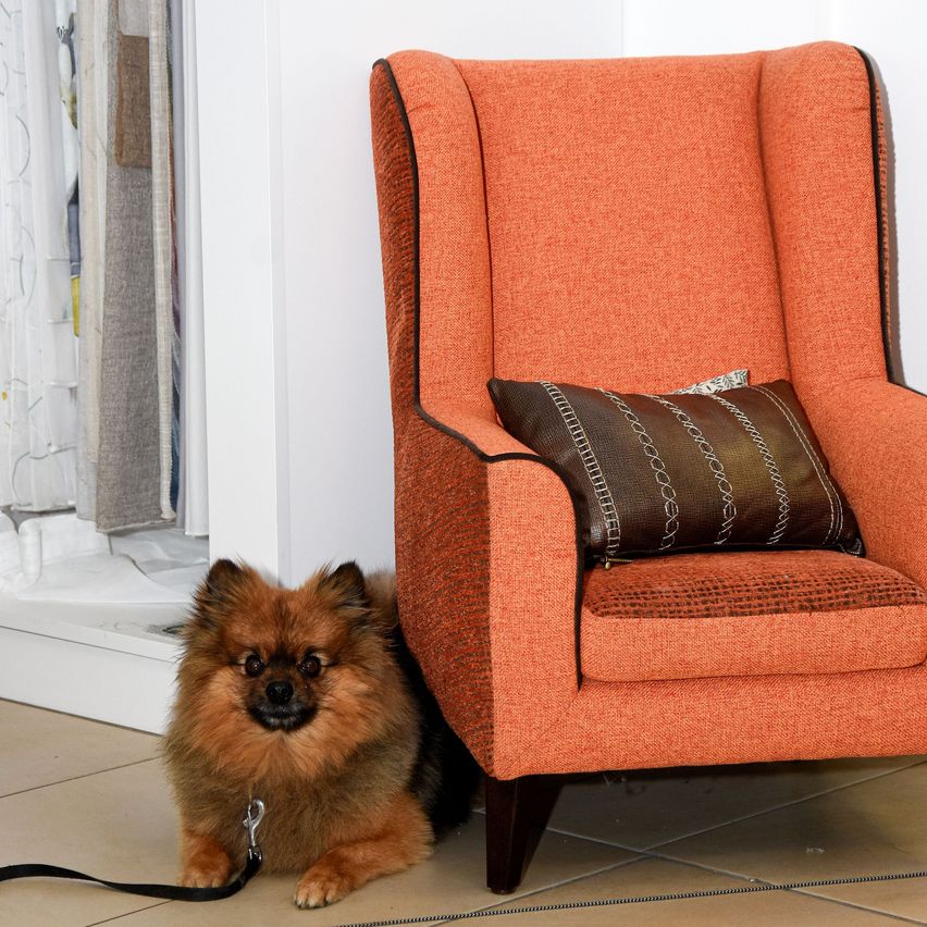 Ein kleiner brauner Hund sitzt neben einem orangefarbenen Ohrensessel mit einem braun gemusterten Kissen.