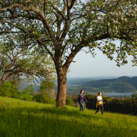 Zwei Personen gehen auf einem Grasfeld. Eine trägt ein lila Shirt, die andere ein gelbes. Sie gehen in der Nähe eines Baumes und haben Berge im Hintergrund.