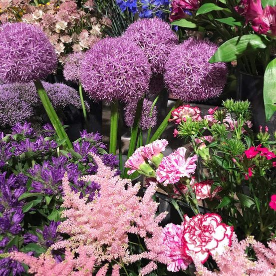 Bild enthält, Flower, Purple, Petal, Geranium, Dahlia, Flower Arrangement, Flower Bouquet, Daisy, Outdoors, Vegetation