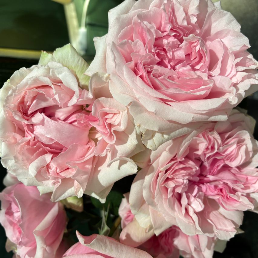 Eine Nahaufnahme mehrerer rosa Rosen mit weißen Zentren, die ihre zarten Blütenblätter und natürliche Schönheit zeigen.