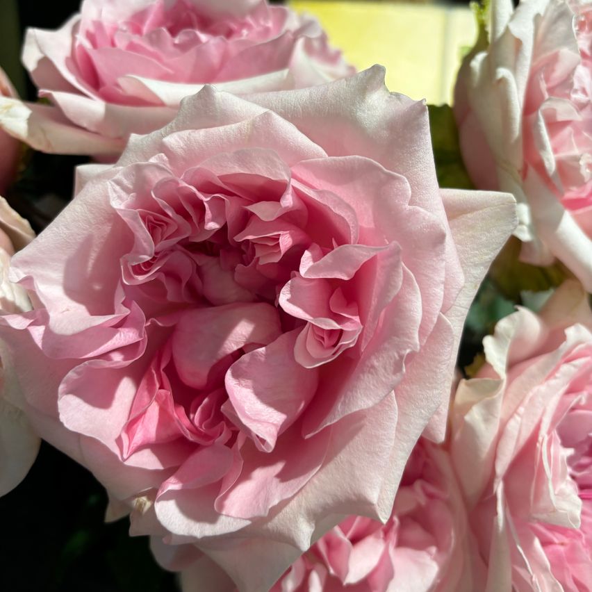 Nahaufnahme von rosa Rosen mit leicht gerüffelten Blütenblättern. Die Blüten sind voll erblüht und erscheinen frisch.