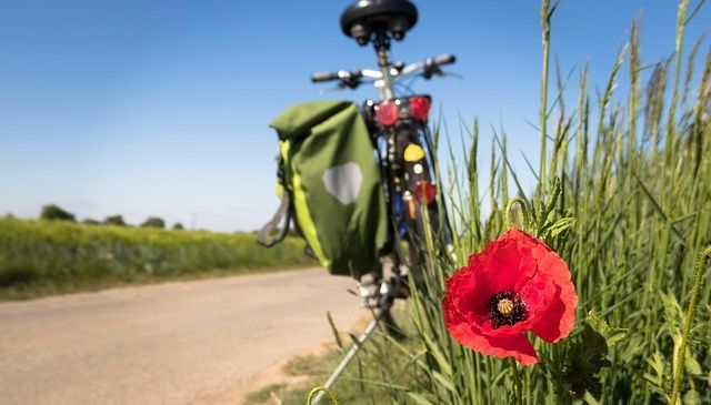Bild enthält, Flower, Plant, Grass, Rose, Bicycle, Transportation, Vehicle, Poppy, Vegetation, Petal