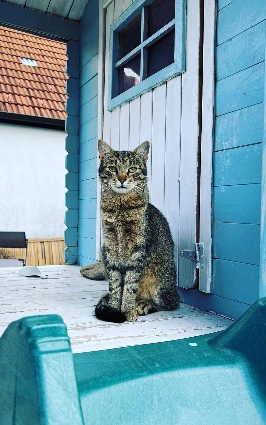 Eine getigerte Katze sitzt auf einem Holzporch und schaut nach rechts. Der Porch hat blaue Wände und eine weiße Tür. Hinter der Katze befindet sich ein Holzzaun und ein Haus mit einem roten Dach.