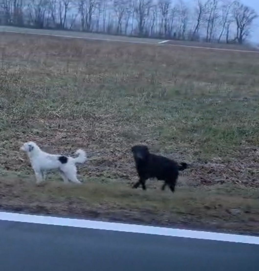 Zwei Hunde, einer weiß und einer schwarz, rennen am Straßenrand mit trockenem Gras und einem verschwommenen Hintergrund von Bäumen.