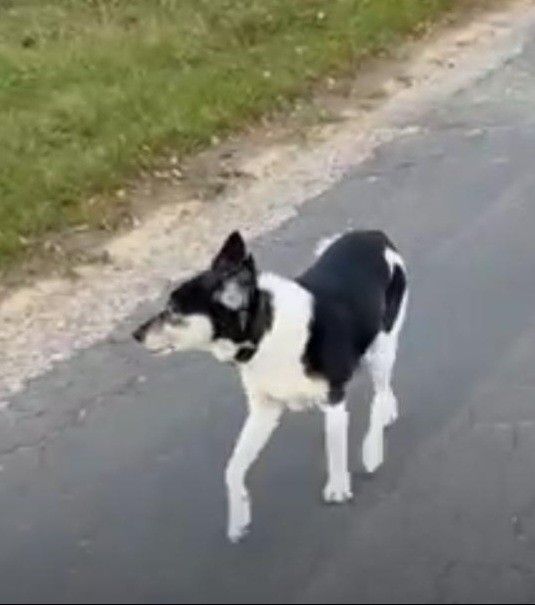 Ein schwarz-weißer Hund läuft auf einer nassen Straße nach links schauend, in der Nähe von Gras- und Sandflächen.