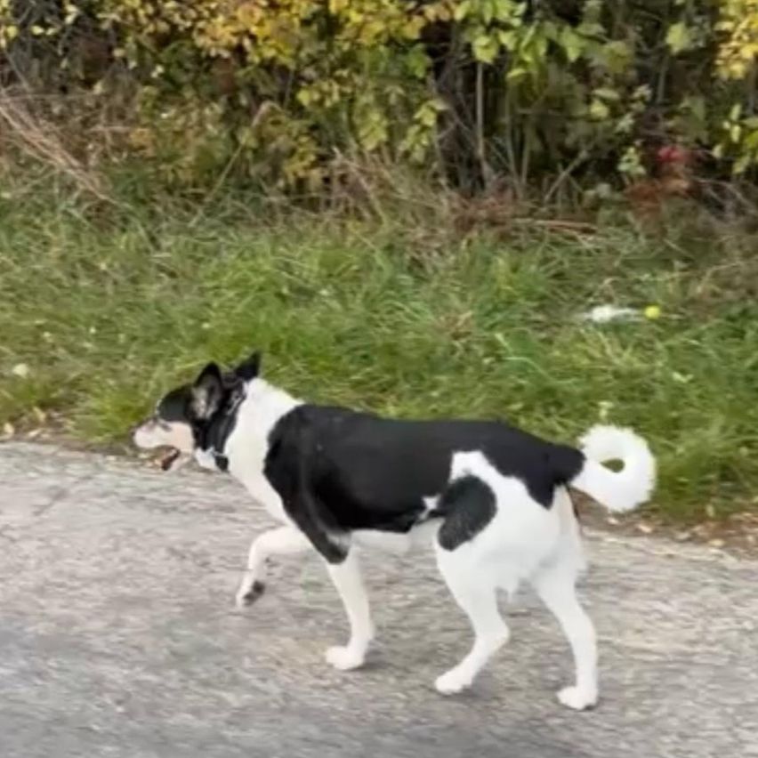 Ein schwarz-weißer Hund läuft auf einem Schotterweg, mit grünem Gras und Büschen im Hintergrund.