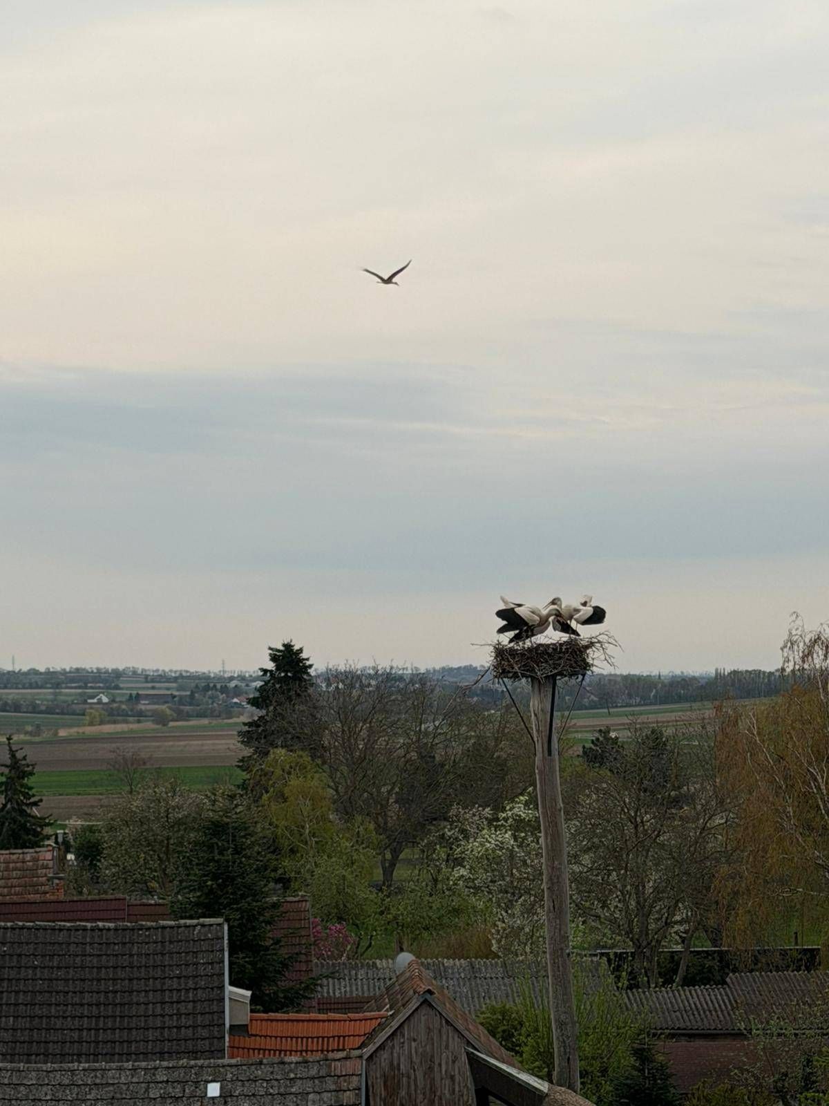 A stork nest atop a tall pole, with a bird flying above, overlooking a rural landscape. Trees and fields extend into the distance.