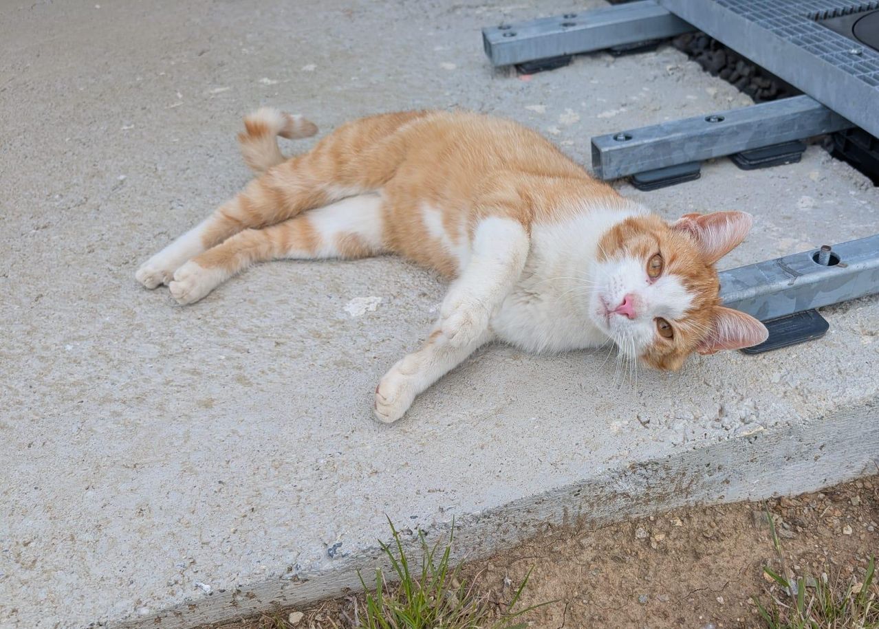 An orange and white cat lies on the concrete floor, looking relaxed and content.