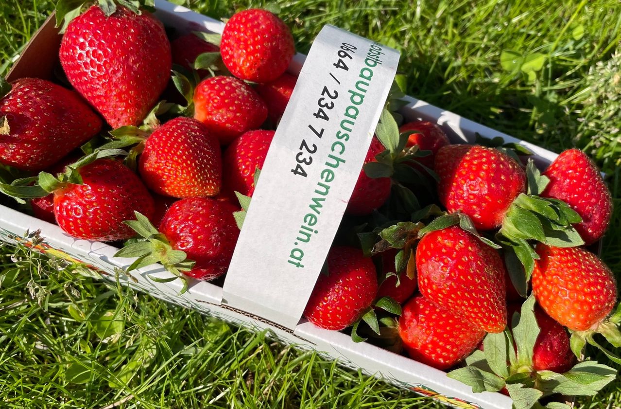 Eine Schachtel Erdbeeren mit einem Etikett, das eine Telefonnummer und eine Website enthält, auf Gras platziert.