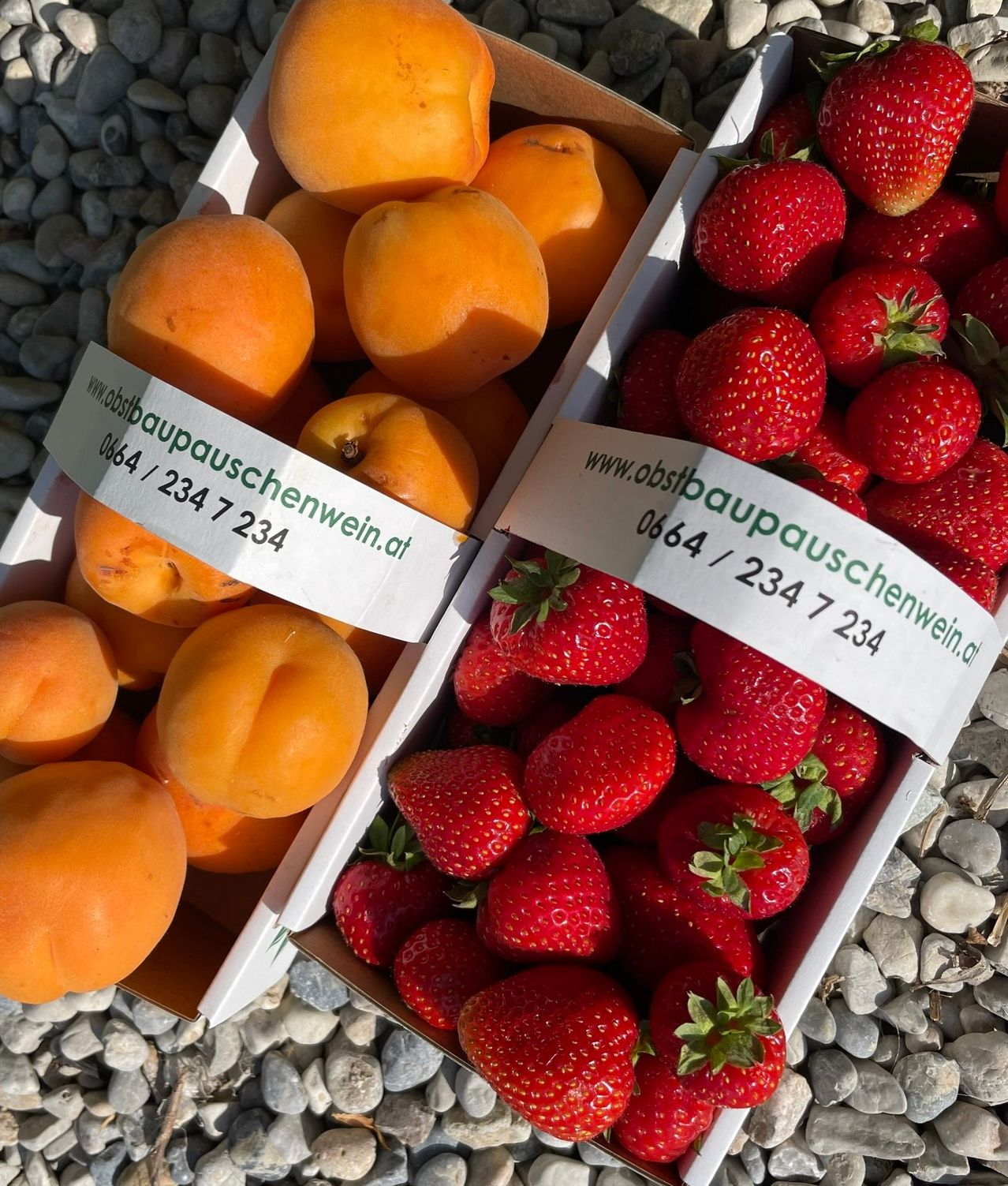 Two boxes with fruits on pebbles. One box has apricots with a label, the other has strawberries with a label.