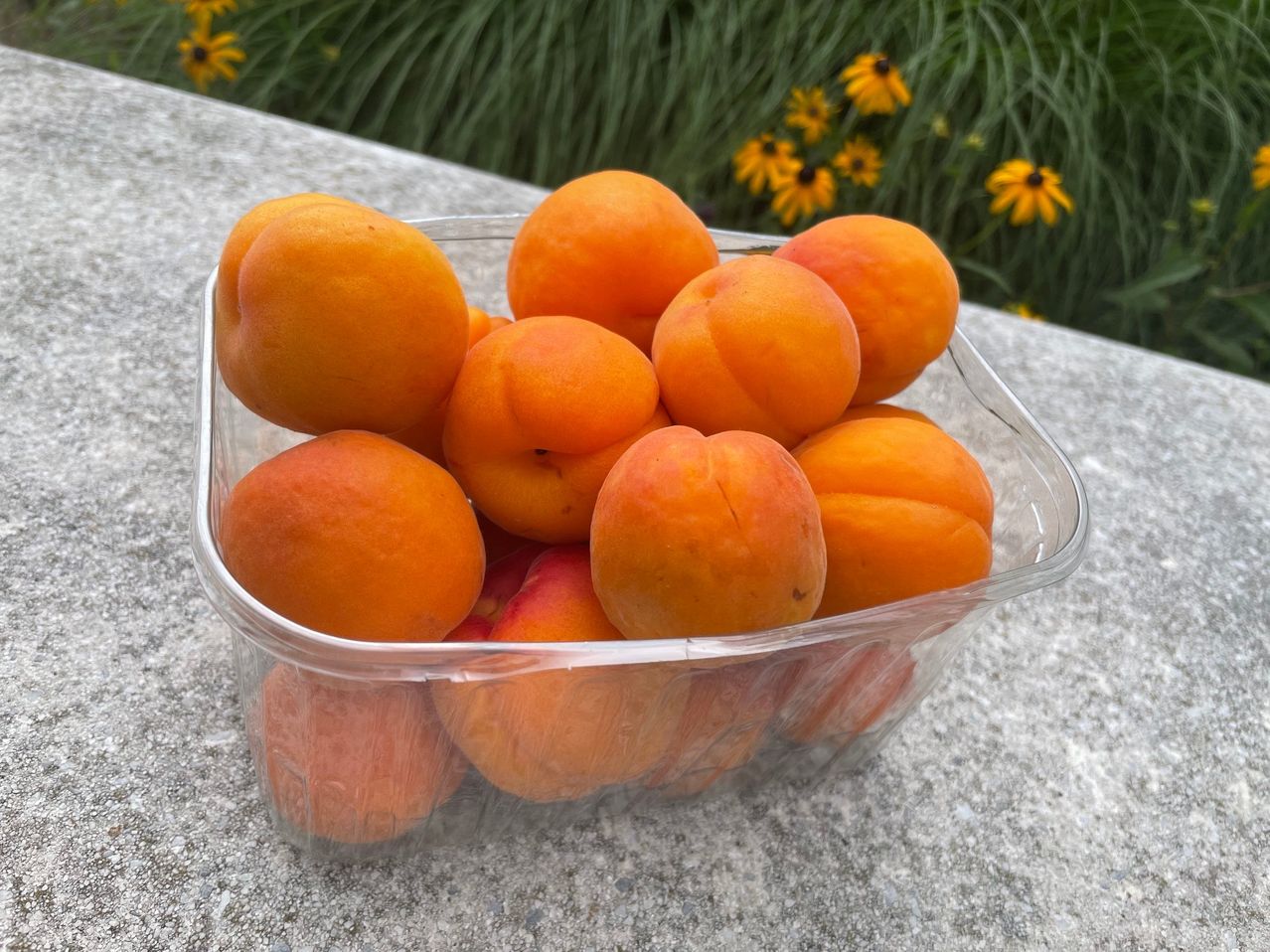 A clear plastic container holds a cluster of ripe, golden apricots against a blurred garden background.
