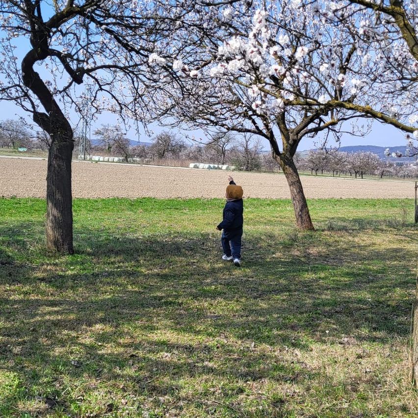 Ein Kind steht unter blühenden Bäumen in einem grasigen Feld, in der Nähe einer Farm mit entfernten Bergen.