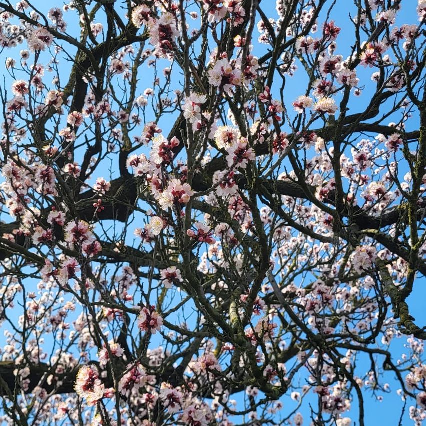Ein Baum mit weißen und rosa Blüten vor einem blauen Himmel. Die Äste sind kahl und zeigen die natürliche Schönheit des Baumes.