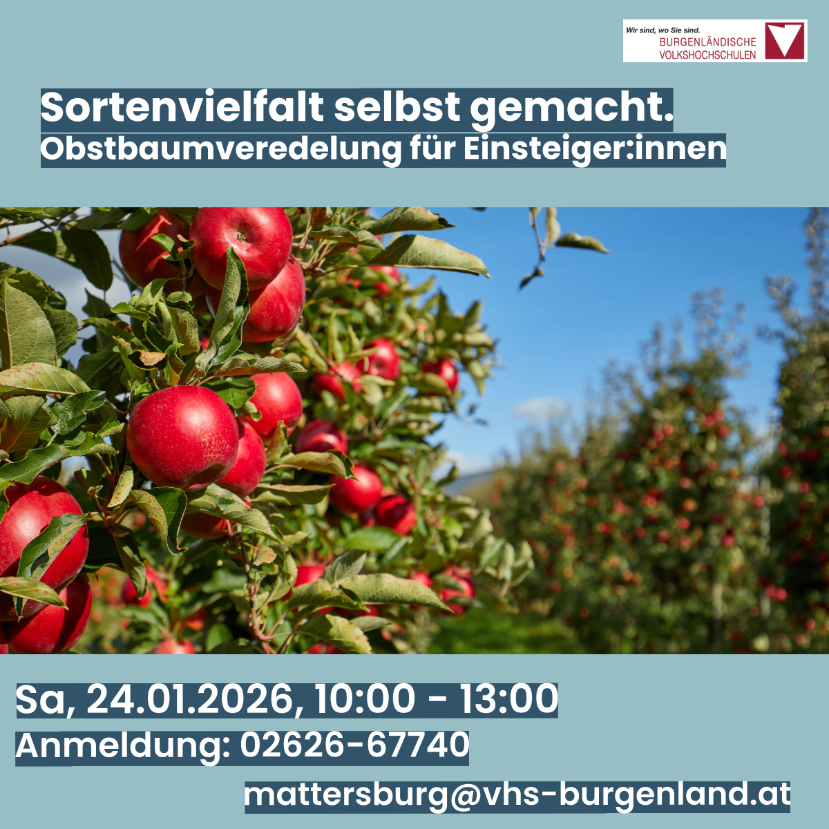 Plakat für eine Obstbaumverteilung. Es zeigt Äpfel, die von Bäumen hängen, und einen blauen Himmel. Die Veranstaltung ist für den 24.01.2026 von 10:00 bis 13:00 Uhr geplant. Kontaktnummer und E-Mail für die Anmeldung sind angegeben.