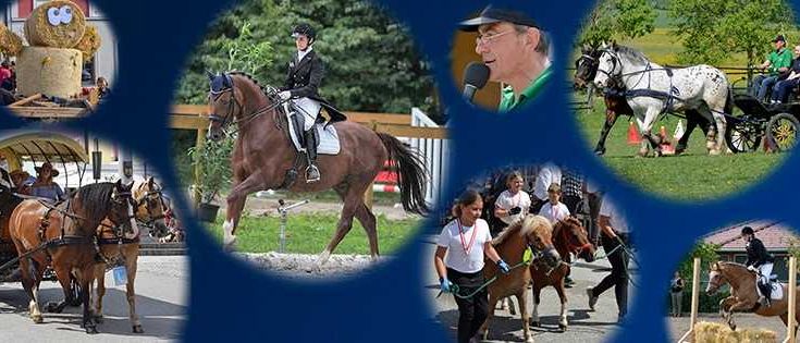 Art, Collage, Person, Glove, Horse, Mammal, Plant, Hat