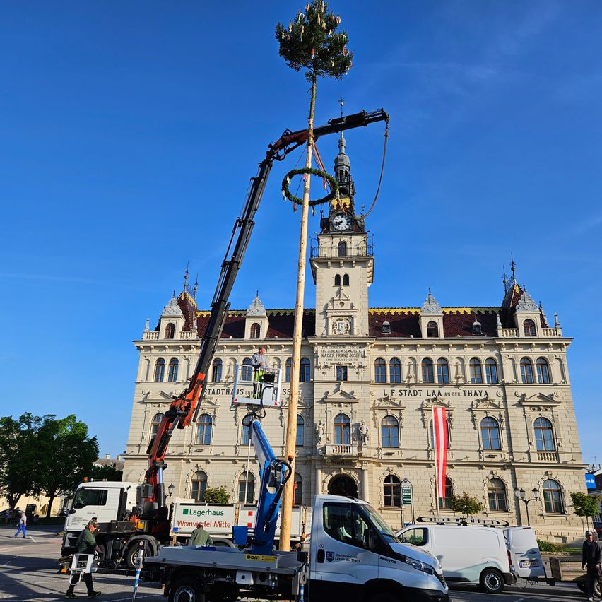 Ein Baukran hebt einen Weihnachtsbaum vor dem Rathausgebäude in Laa an der Thaya.