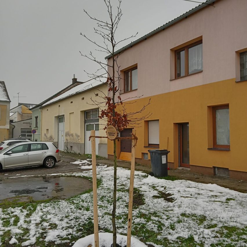 Ein junger Baum mit einem Schild steht in einem verschneiten Bereich vor einem Gebäude. Dahinter ist ein Auto geparkt.