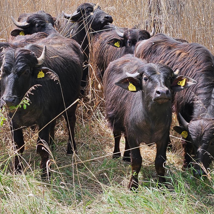 Eine Gruppe schwarzer Rinder mit gelben Etiketten an den Ohren steht in einem Feld mit trockenem Gras. Sie schauen in verschiedene Richtungen.