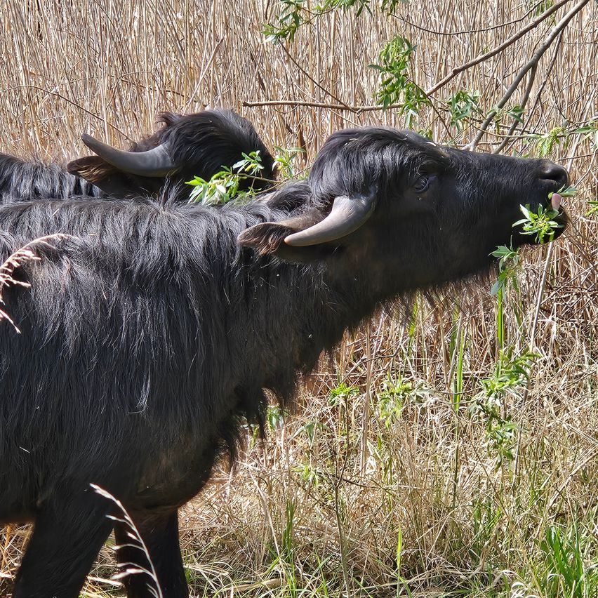 Zwei schwarze Yaks mit großen Hörnern grasen in einem Feld mit trockenem Gras. Ein Yak frisst grüne Pflanzen.