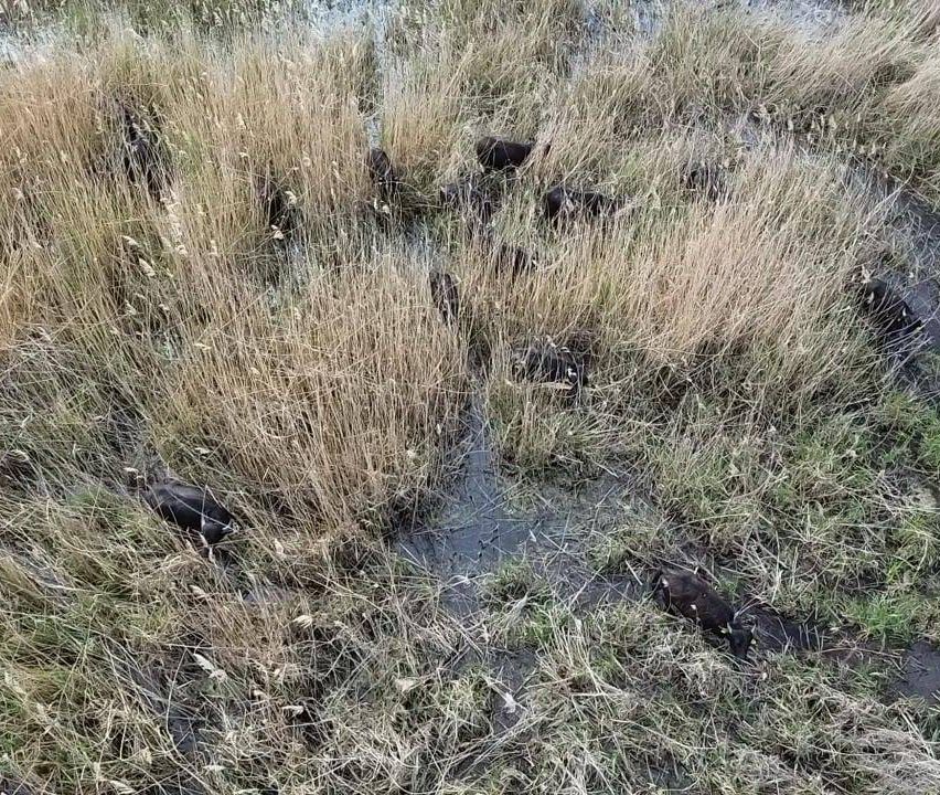 Eine Gruppe von Tieren, möglicherweise Schweine, ist in einem Feld mit hohem Gras zu sehen. Einige liegen, andere stehen. In der Mitte befindet sich ein kleiner Wasserlauf.