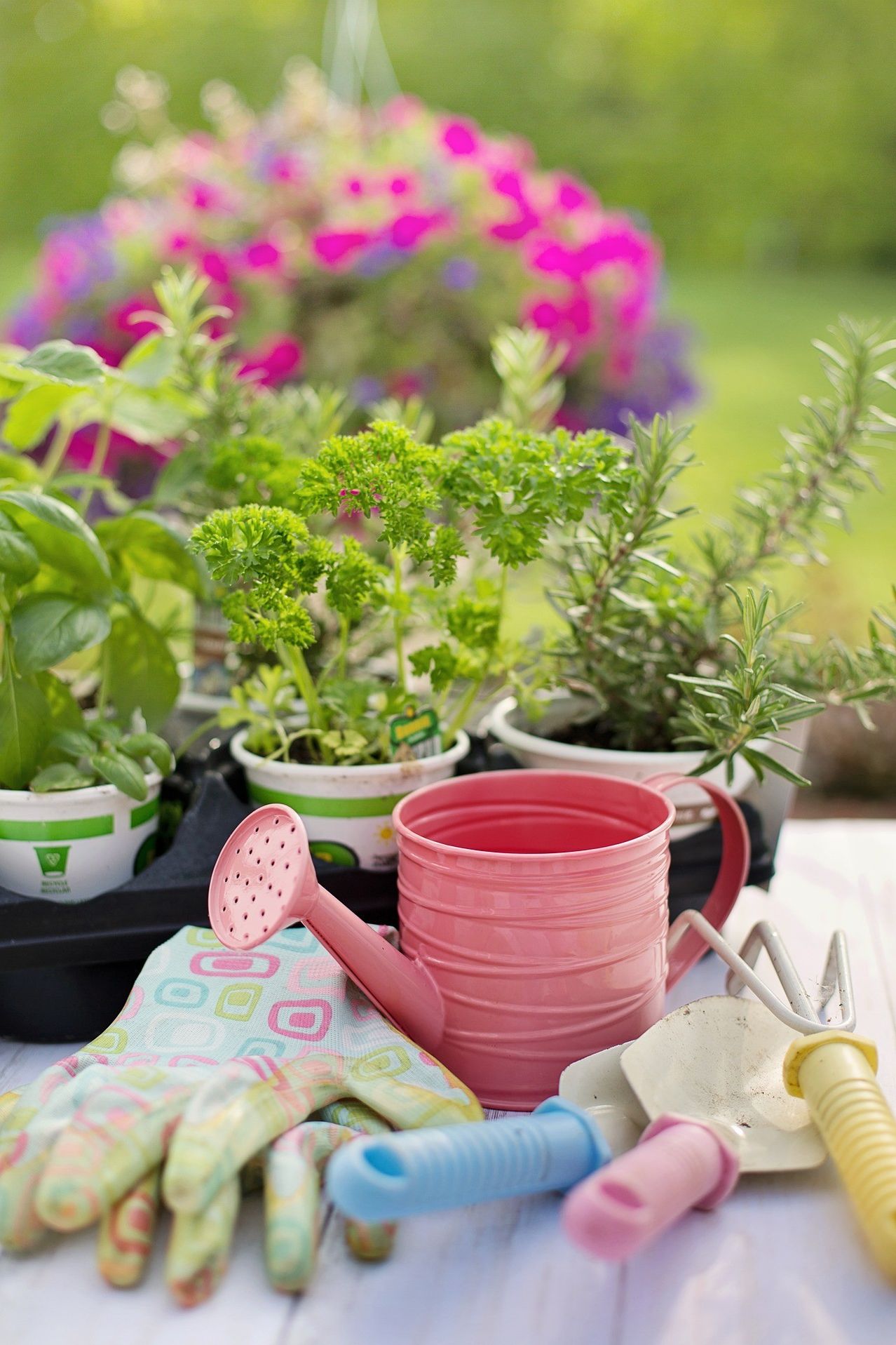 Ein rosa Wassereimer steht neben mehreren Topfpflanzen auf einem Tisch, neben Gartenwerkzeugen. Im Hintergrund sind bunte Blumen zu sehen.