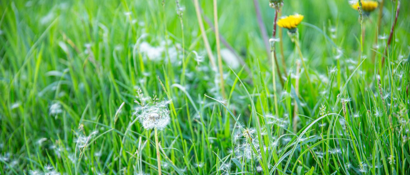 Eine Nahaufnahme eines Grasfeldes mit Löwenzahn. Die Löwenzahnblüten sind größtenteils verschwunden und lassen nur ihre Samen in der Luft schweben.