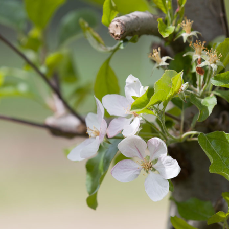 Bild enthält, Plant, Pollen, Flower, Petal, Geranium, Leaf, Anemone