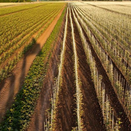 Bild enthält, Outdoors, Nature, Countryside, Rural, Farm, Aerial View