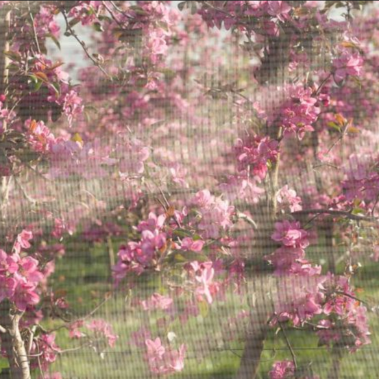 Bild enthält, Flower, Nature, Outdoors, Spring, Vegetation, Petal, Painting