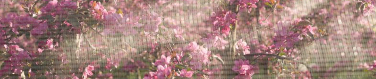 Eine Nahaufnahme eines Kirschblütenbaums mit rosa Blüten und grünen Blättern, leicht verschwommen.