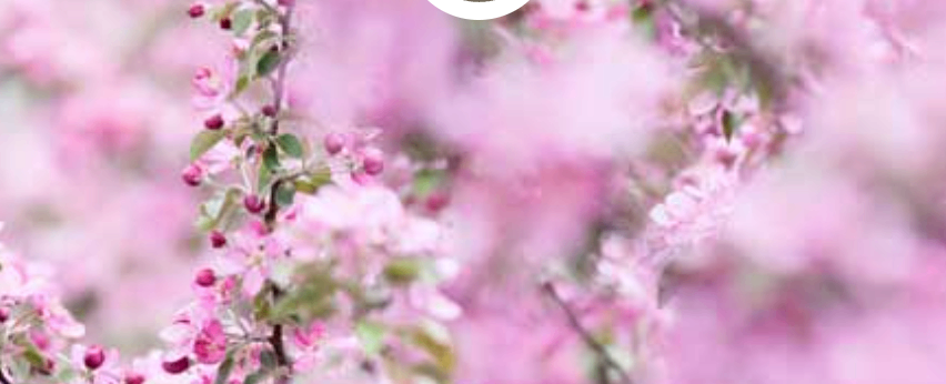 Eine Nahaufnahme eines Baumes mit rosa Blüten in voller Blüte, grüne Blätter und der Hintergrund ist unscharf.