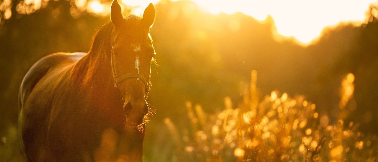 Bild enthält, Sunlight, Flare, Light, Animal, Horse, Mammal, Outdoors, Nature, Sky, Colt Horse