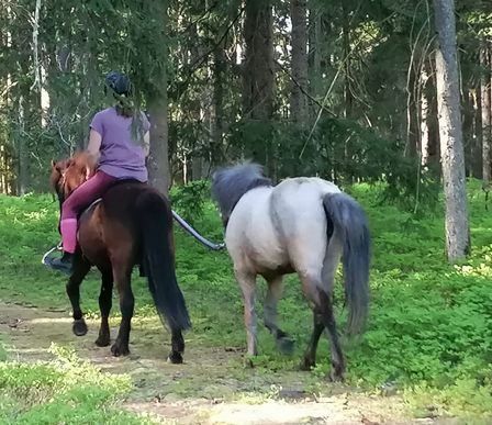 Bild enthält, Animal, Horse, Horseback Riding, Leisure Activities, Mammal, Person, Adult, Female, Woman