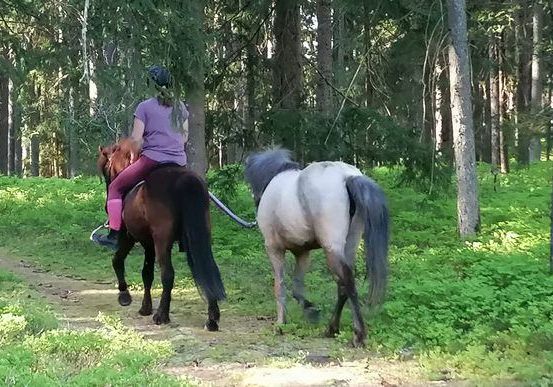 Bild enthält, Animal, Horse, Horseback Riding, Leisure Activities, Mammal, Person, Adult, Female, Woman