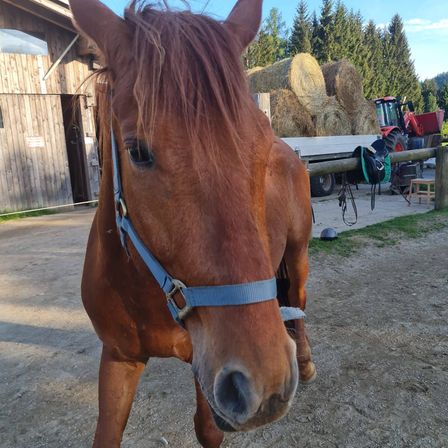 Bild enthält, Animal, Colt Horse, Horse, Mammal, Outdoors, Nature