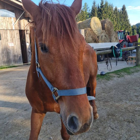 Bild enthält, Animal, Colt Horse, Horse, Mammal, Outdoors, Nature