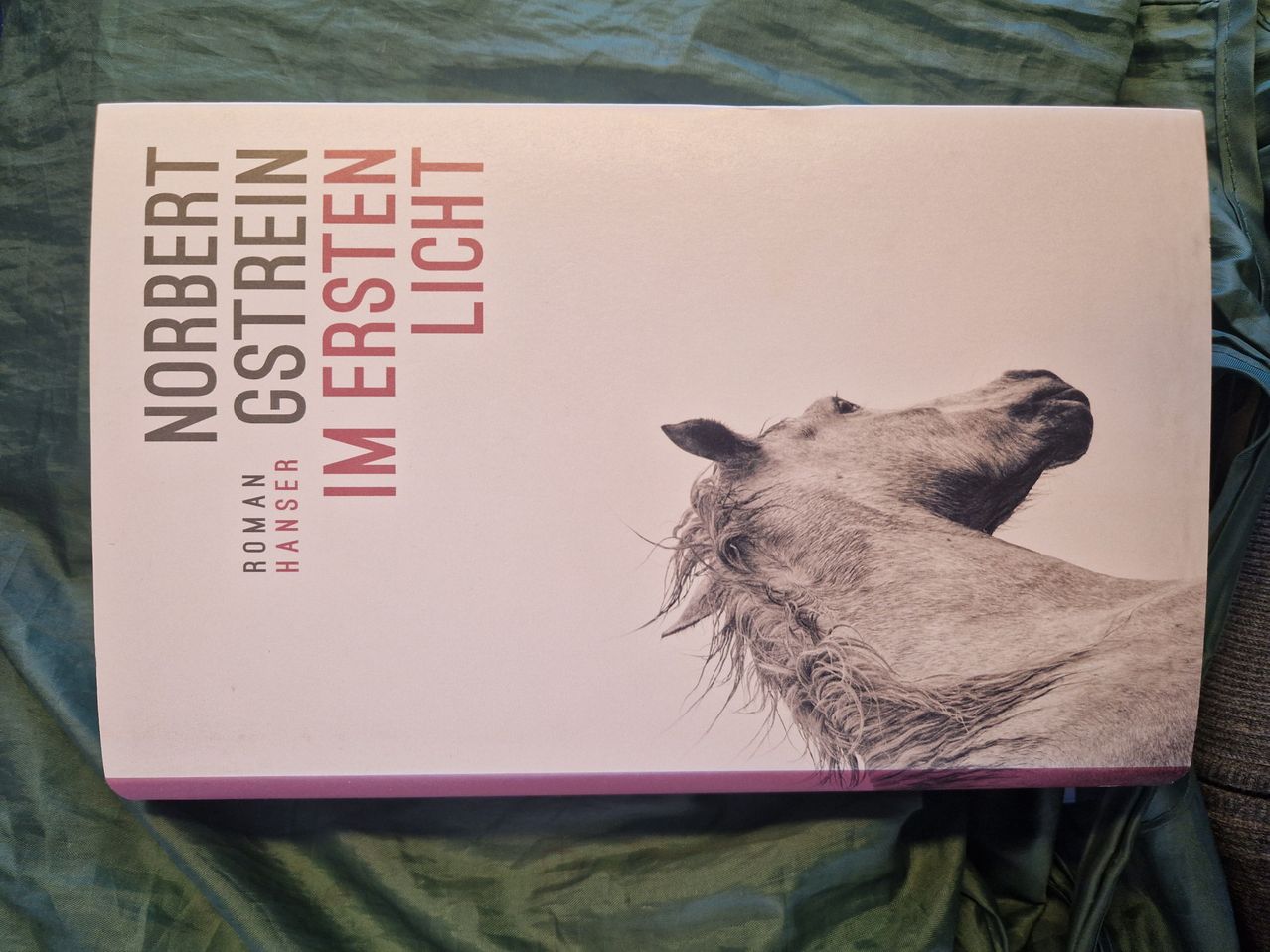 Das Buchcover zeigt einen Pferdekopf in Schwarz-Weiß. Der Titel lautet Immer Light von Norbert Gstrein. Der Name des Autors, Hanser, steht darunter.