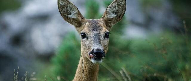 Animal, Deer, Mammal, Wildlife, Antelope