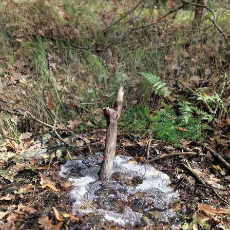 Bild enthält, Land, Wilderness, Vegetation, Tree, Woodland, Grove, Rainforest, Soil, Creek, Water