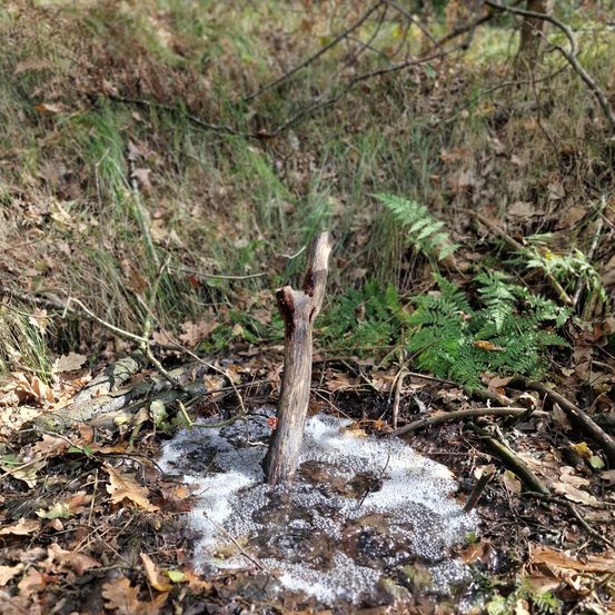 Bild enthält, Land, Wilderness, Vegetation, Tree, Woodland, Grove, Rainforest, Soil, Creek, Water