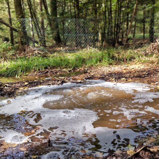 Bild enthält, Land, Nature, Outdoors, Vegetation, Grove, Tree, Woodland, Water, Soil, Creek