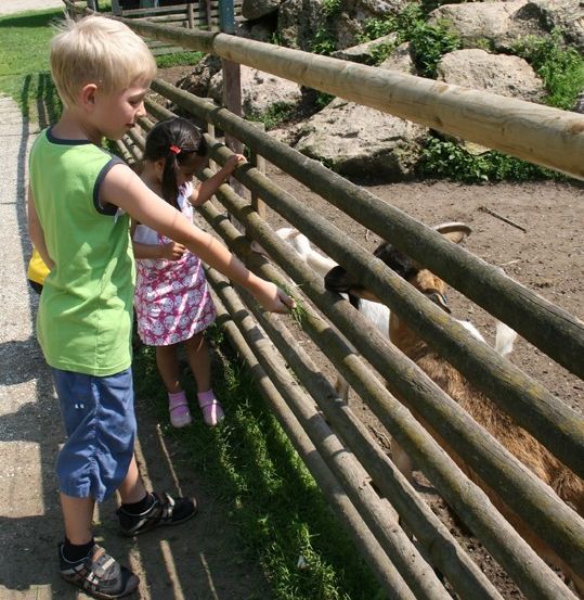 Ein Junge und ein Mädchen füttern Ziegen in einem Zoo. Der Junge trägt ein grünes Shirt und blaue Shorts. Das Mädchen trägt ein rosa Kleid. Sie stehen hinter einem Holzzaun.