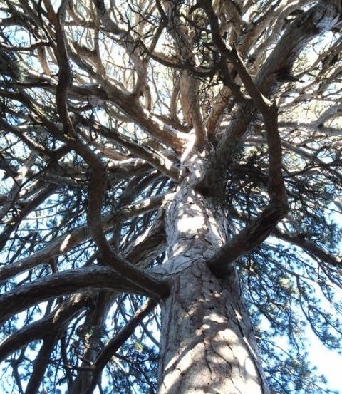 Ein hoher Baum mit dicken Ästen und einem langen Stamm. Sonnenlicht filtert durch die Blätter.